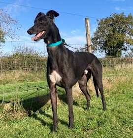 Photo of BARRY (Prison Trained)