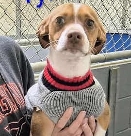 Photo of Poppa *adoption pending*