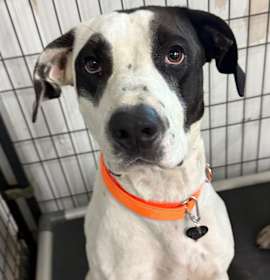 Photo of ZEUS-attending our Paws-in-Prison program