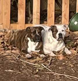 Baba and Mochi photo 1