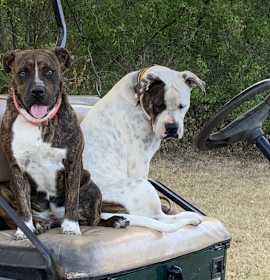 Baba and Mochi photo 2