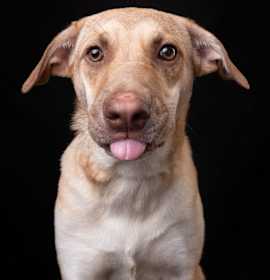 Photo of WREN - LOCAL! (Victoria)