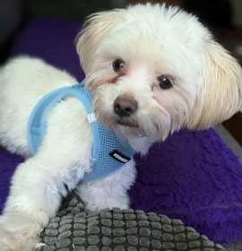 Janie B Goode photo 3