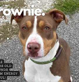 Photo of Brownie