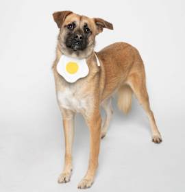 Photo of Taeri (HDS)