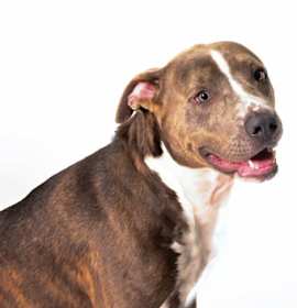 Photo of Pup 1661-25