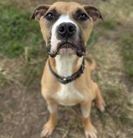 Noodle Beauregard photo 1