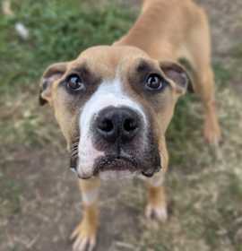 Noodle Beauregard photo 2