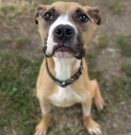 Noodle Beauregard photo 3