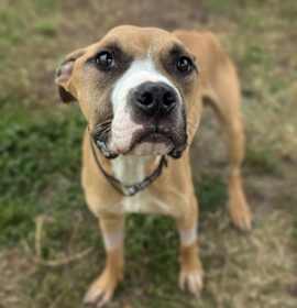 Noodle Beauregard photo 4