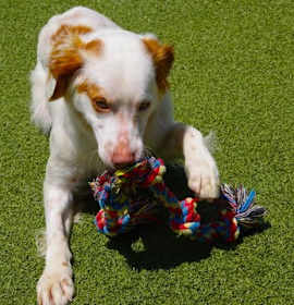 OK/Maximus aka Max photo 3