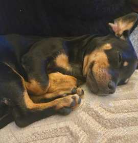 Puppy Norman  -  Bonded With Daisy  - So Ca photo 4