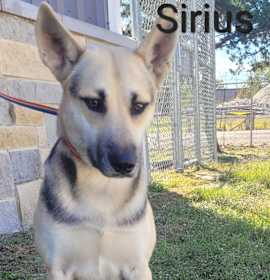 Photo of Sirius