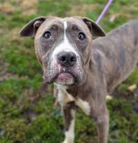 Swan Princess photo 1