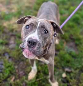 Swan Princess photo 2