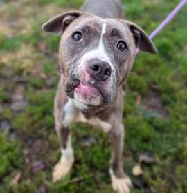 Swan Princess photo 3