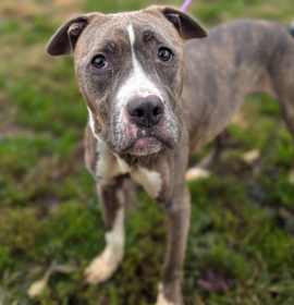 Swan Princess photo 4