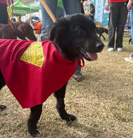 Photo of Liam, a One Direction Pup