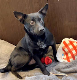 Photo of TV Harmony 5