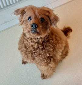 Photo of Teddy (HDS)