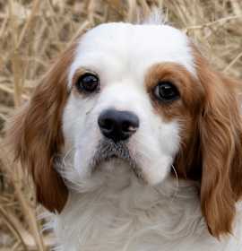 Photo of CKCS Nathan