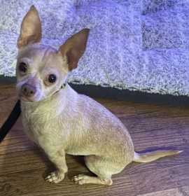 Photo of Chihuahua Juan Valdez