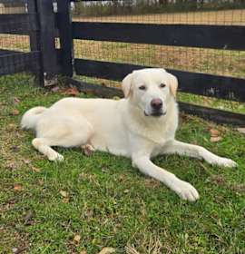 Photo of Sugar-Cane #6737