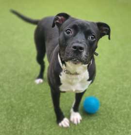 Photo of Brendon Urie