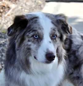 Photo of Ayres - Purebred