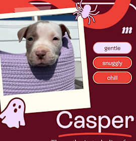 Casper photo 1