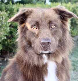 Photo of Yogi - Gentle Soul