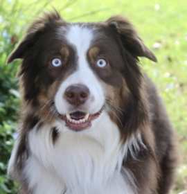 Photo of Leo - Purebred