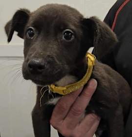 Photo of Turkey (FOSTERED LOCALLY)