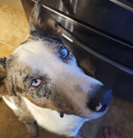 Volt (NC) Fun guy! photo 3