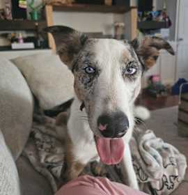 Photo of Volt (NC) Fun guy!