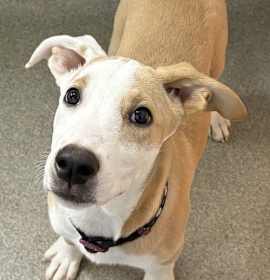 Photo of Dash 3 months Ava 11/7