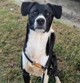 Tippity Tail photo 1