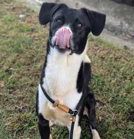 Tippity Tail photo 3