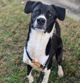 Tippity Tail photo 4