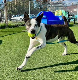 Archer VI 35 photo 3