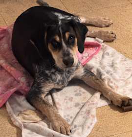 Blade & Riley photo 3