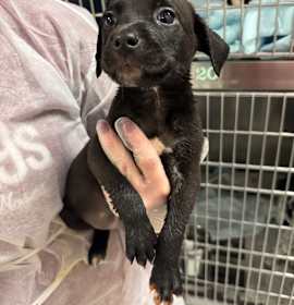 Jalapeno Popper photo 1