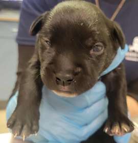 Jalapeno Popper photo 2