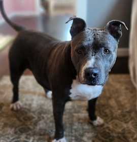 Photo of Jasmine - 20D24