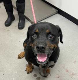 Marie Lavaeu photo 2