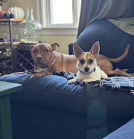 Ginger (In Foster) photo 2