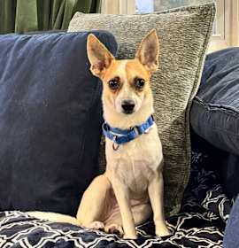 Ginger (In Foster) photo 3