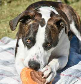 Zeke *In Training* photo 2