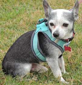 SOCKS-SENIOR SEEKING SENIOR photo 1