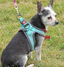 SOCKS-SENIOR SEEKING SENIOR photo 2